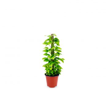 Money Plant Moss Stick